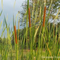 <i>Typha angustifolia</i>  L.